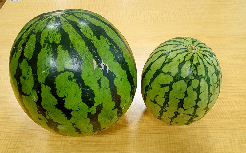 すいか割りを行いました！